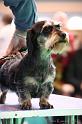 Crufts2011_2 1532